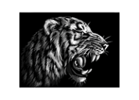 Картина по номерам на картоне - 30х40см "Монохромный тигр" 18 акриловых  красок и 2 кисти (ТРИ СОВЫ)